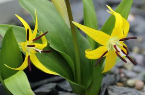 Erythronium grandiflorum