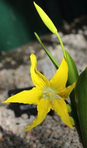utils/thumbs/Liliaceae/Erythronium_Y8BcpfetErDURfKJvkCawg.jpg