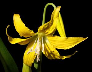 Erythronium grandiflorum