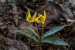 Erythronium umbilicatum