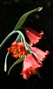 Fritillaria recurva