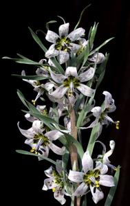 Fritillaria karelinii