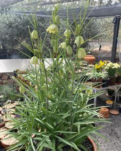 Fritillaria thunbergii