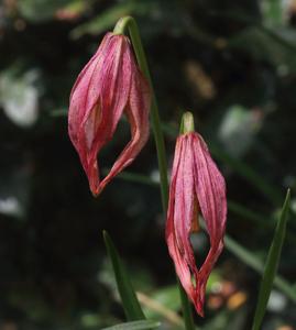 Lilium lophophorum