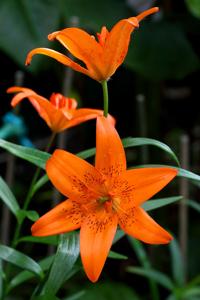 Lilium concolor var. partheneion