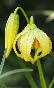 Lilium lophophorum