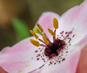 Lilium apertum