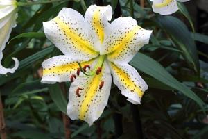Lilium auratum