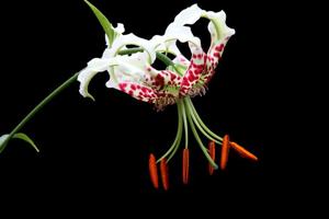 Lilium speciosum var. gloriosoides
