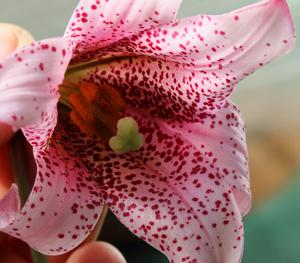 Lilium bakerianum var. rubrum