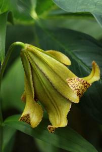 Lilium bakerianum var. delavayi