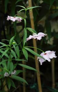 Nomocharis pardanthina