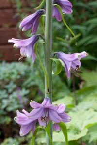 utils/thumbs/Liliaceae/Notholirion_UEJKC4ir3pdi2DDjUJBj4t.jpg