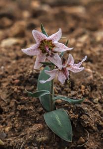 Rhinopetalum karelinii