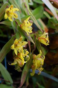 Tricyrtis perfoliata