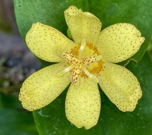 Tricyrtis ohsumiensis