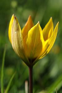 Tulipa orphanidea