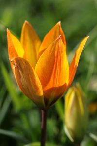 Tulipa orphanidea