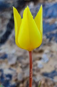 Tulipa montana