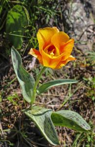 Tulipa greigii