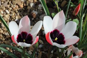 Tulipa aitchisonii var. clusianoides
