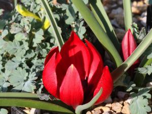 Tulipa humilis var. kurdica