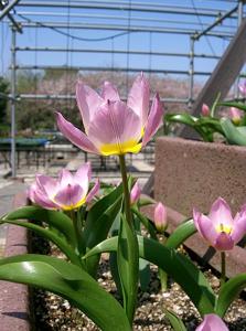 Tulipa saxatilis