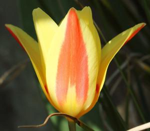 utils/thumbs/Liliaceae/Tulipa_PrHb8uCheakVvrxvUQrfDP.jpg