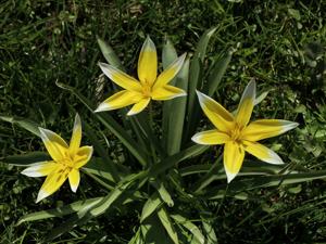 Tulipa montana