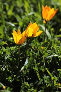 Tulipa orphanidea