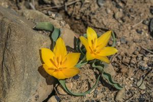 Tulipa platystemon