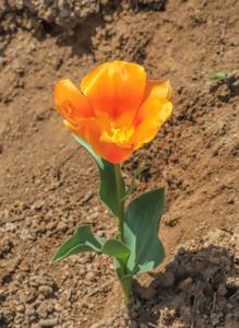 Tulipa greigii