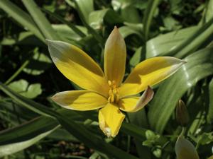 Tulipa montana