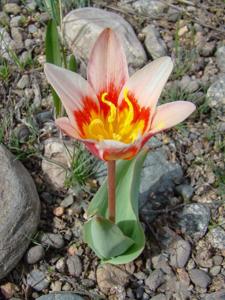 Tulipa kaufmanniana