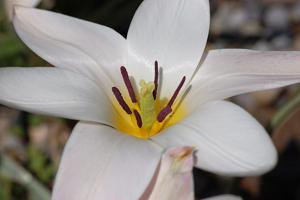 Tulipa clusiana