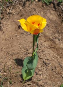 Tulipa greigii