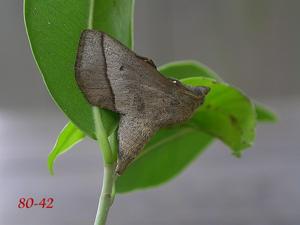 utils/thumbs/Limacodidae/RUX3RNfZBZm6ELup6q2BqL_080-042.jpg