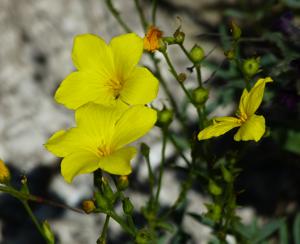 Linum ucranicum