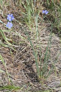 Linum lewisii var. lewisii