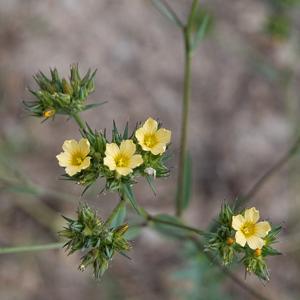 Linum strictum