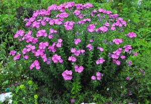 Linum hypericifolium