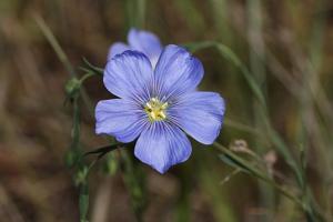 Linum lewisii var. lewisii