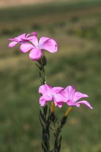 utils/thumbs/Linaceae/Linum_m6qBDhKud6VwD4ut4zYnQN.jpg