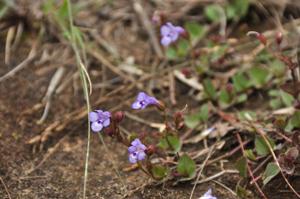 Lindernia udawnensis
