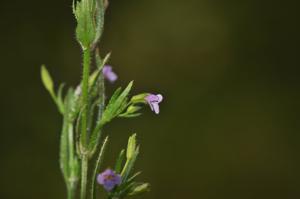Vandellia cambodgiana