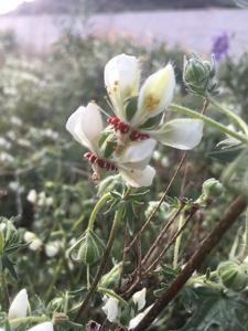 utils/thumbs/Loasaceae/Loasa_TkHYCtSZEyHJZ4WKMrMGJs.jpg