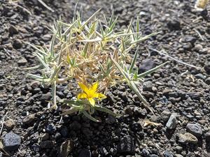 Mentzelia torreyi