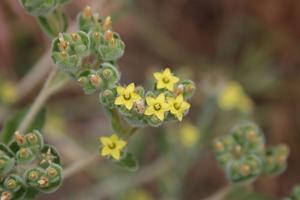 Mentzelia micrantha