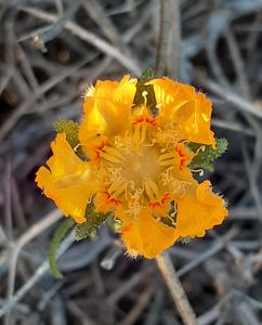 utils/thumbs/Loasaceae/Pinnasa_oCVMwcnz29HXaoRFtYVUBB.jpg