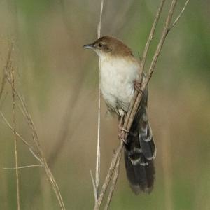 Catriscus brevirostris